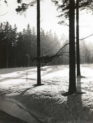 Altenberg. Verschneiter Waldrand