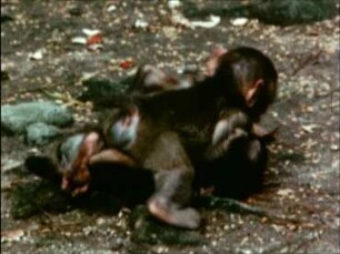 Macaca fuscata (Cercopithecidae) - Play of the Young