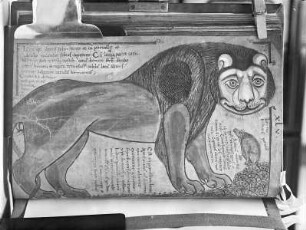 Liber Floridus Lamberti Canonici — Löwe und Schwein, Folio 56verso