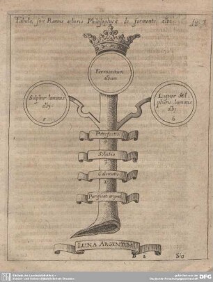 Tabula, sive Ramus arboris Philosophicae de fermento albo.