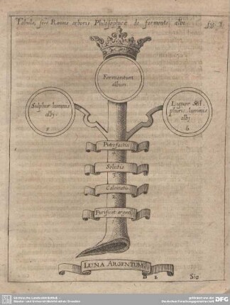 Tabula, sive Ramus arboris Philosophicae de fermento albo.