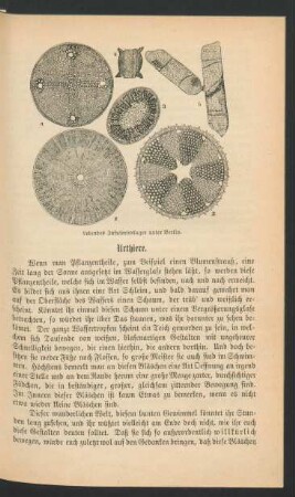 Urthiere, Polypen, Quallen, Stachelhäuter, Weichthiere.