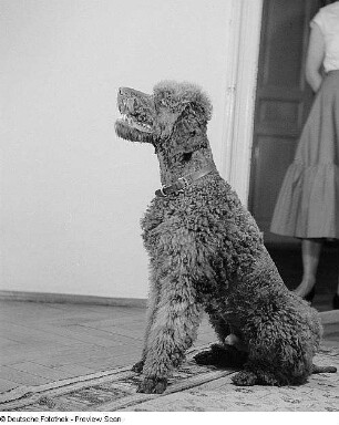 Porträt Axel, Hund von Prof. Gustav Fritzsche