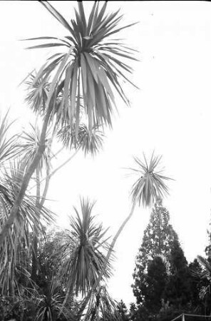 Mainau, Insel Mainau: Palmen, Durchblick auf See