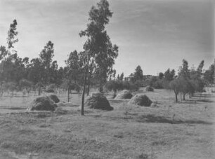 Heuhaufen : Heuhaufen