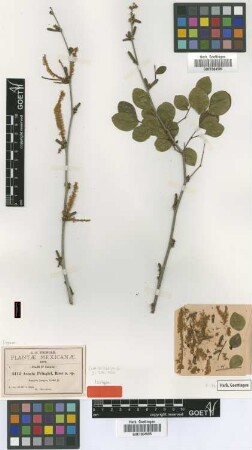 Acacia pringlei Rose [isotype]