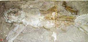 Tarpunartiger Fisch Dactylopogon