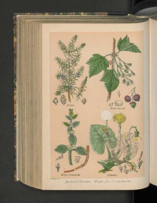 Medical Plants. Plate No. 7.