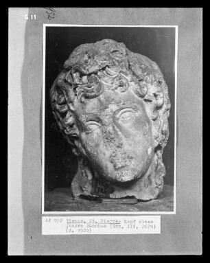 Kopf des jungen Bacchus