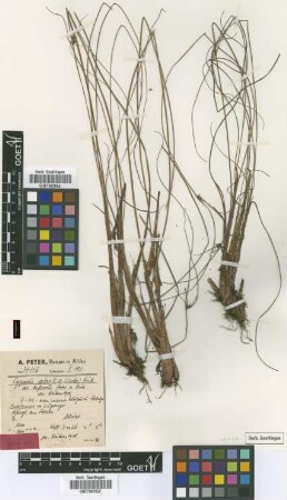 Cyperus aster (C.B.Clarke) Kük. var. biflorus Peter ex Kük.[type]