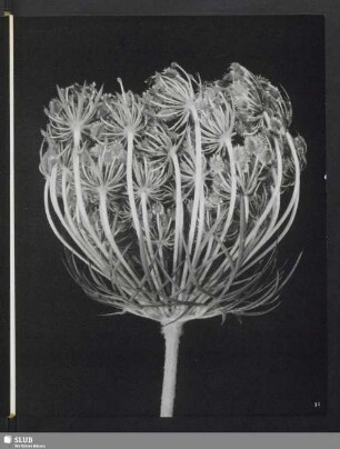 Daucus carota, Fruchtstand der Wilden Möhre