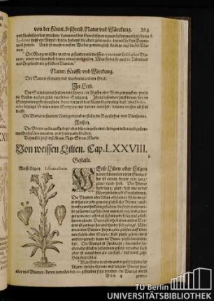 Cap. LXXVIII. Von weissen Lilien.