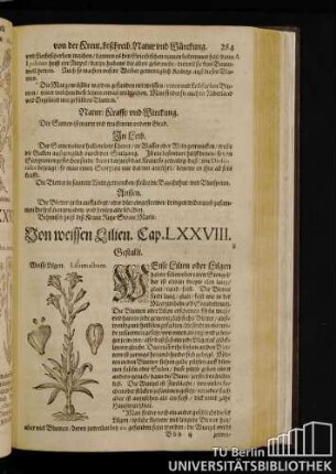 Cap. LXXVIII. Von weissen Lilien.