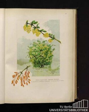 Berberis vulgaris Linné. Sauerdorn, Weinschadl.