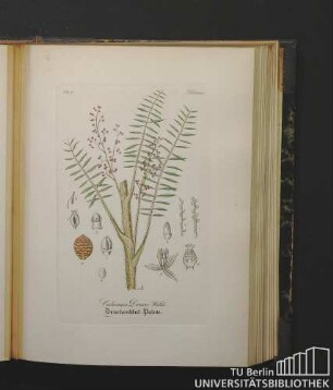 Palmae. Calamus Draco Willd. Drachenblut-Palme.