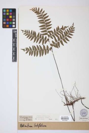 Adiantum latifolium Lam.