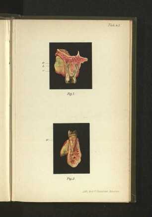 Tab. 43.