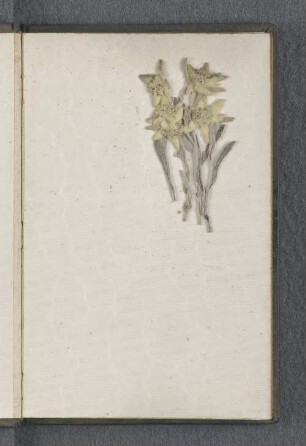 [Eingeklebte Blume]