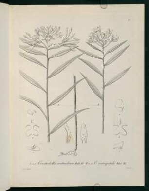 17r-17v, Oerstedella centradenia...