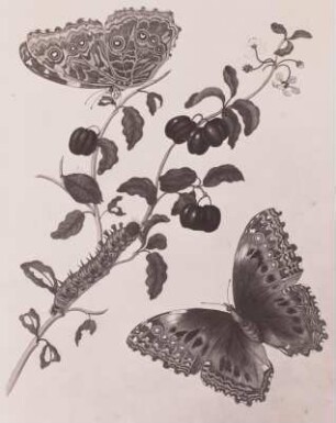 Maria Sibylla Merian (1647-1717). "Amerikaanische Kerschen", aus: Metamorphosis Insectorum Surinamensium (Das Insektenbuch), SLUB S.B.3088 (Zool. 145)