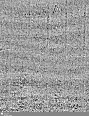 A / M = S.35/36