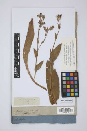 Anchusa paniculata Ait.