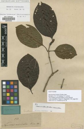 Neonauclea forsteri (Drake) Merr.