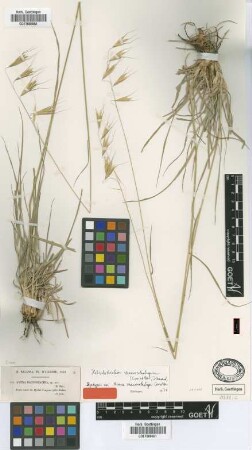 Avena macrostachya Coss. & Durieu [syntype]