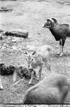 Nachwuchs bei den Mufflons im Tierpark Oberwald