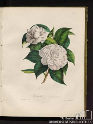 Camellia j. incarnata