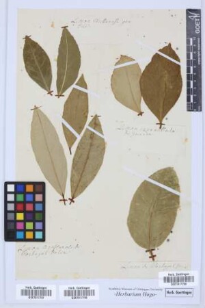 plant
