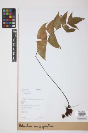 Adiantum macrophyllum Sw.