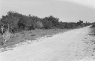 Landstraße : Landstraße mit angrenzender Vegetation