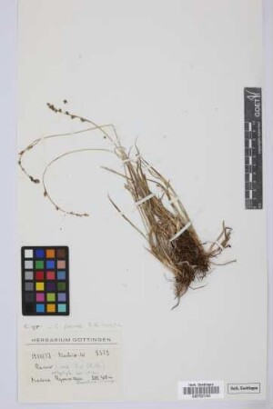 Carex spec.