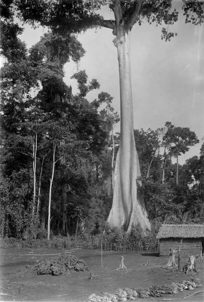 Arbre à kapok