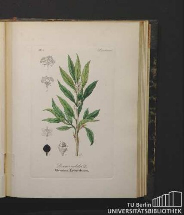 Laurineae. Laurus nobilis L. Gemeiner Lorbeerbaum.