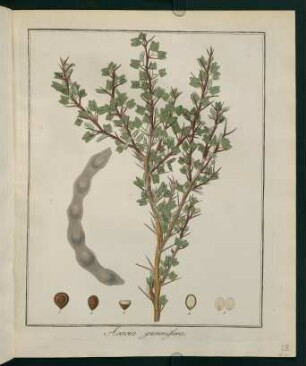 28r, Acacia gummifera