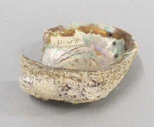 Muschelschale (Haliotis iris)