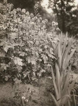 Weißer Senf (Sinapis alba L., Syn.: Brassica alba L.)
