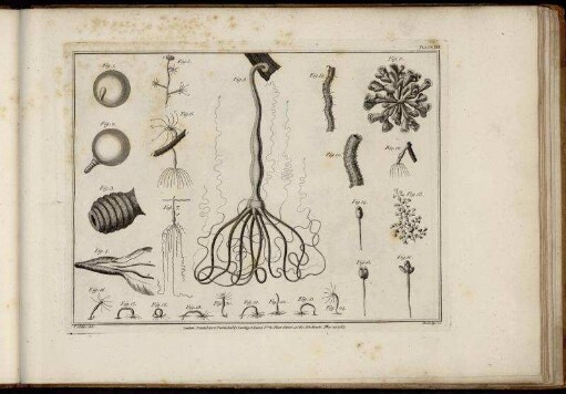 Plate XXI. [bis] Plate XXX.