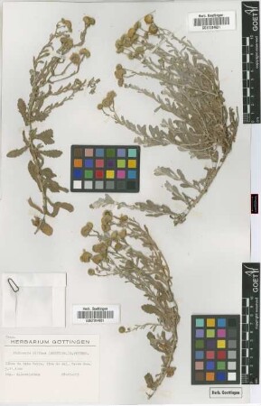 Pulicaria diffusa (Shuttlew.) B.Petters.