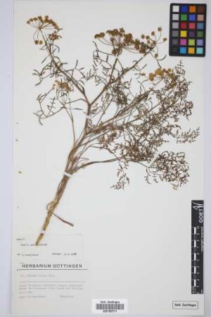 cf. Todaroa aurea Parl.