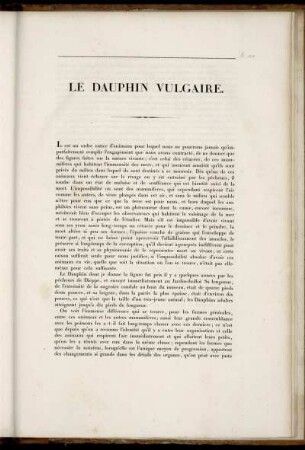 Le Dauphin Vulgaire.