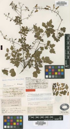 Serjania subdentata Juss- ex Radlk. fo. subrepandodentata Radlk.