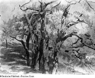 Baumgruppe. Lithografie, um 1920