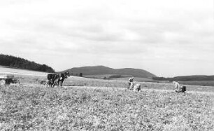 Niedercunnersdorf-Ottenhain. Blick vom Windmühlenberg auf den Löbauer Berg