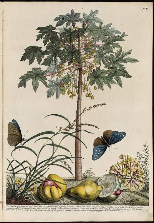 Papaya : Papaya. Kupferstich, koloriert. Tafel 3 aus: Ehret, Georg Dionysius: Plantae et papiliones rariores. Londini: , 1748 - 1759. Dresden: SLUB Hist.nat.B.141