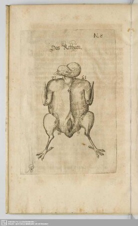 Das Zwölffte Capitel. Wie du Rephüner/ Junge hüner/ Tauben/ vnd dergleichen/ auff der Gabel zerlegen solst.