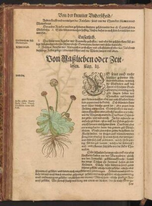 Von Maßlieben oder Zeitlosen, Cap. LII