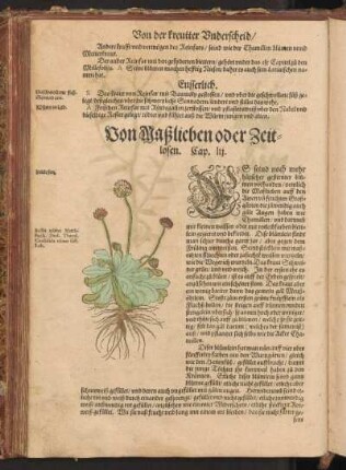 Von Maßlieben oder Zeitlosen, Cap. LII